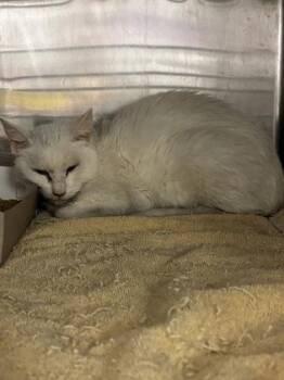 61146079 -  Domestic Medium Hair Cat for Adoption in El Paso, Texas - 61146079 | PetCurious