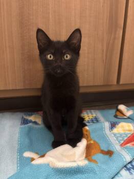 Egg and Peep #1932 - Offered by Owner - Siblings! -  Domestic Short Hair Cat for Adoption in Hillsboro, Oregon - Egg And Peep #1932 - Offered By Owner - Siblings! | PetCurious