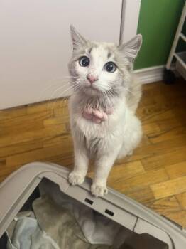 Domestic Medium Hair Cats Available for Adoption - Paris | PetCurious