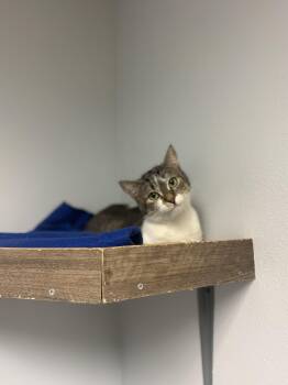 Domestic Short Hair Cats Available for Adoption in Mineral Point, Wisconsin - Char | PetCurious