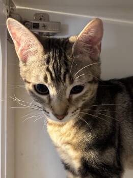 Rynlee -  Domestic Short Hair Cat for Adoption in Phoenix, Arizona - Rynlee | PetCurious