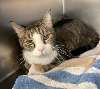 Domestic Short Hair Cats Available for Adoption in Houghton Lake, Michigan - Sailor | PetCurious