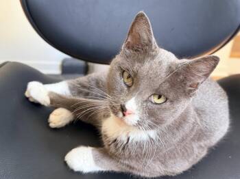 Domestic Short Hair Cats Available for Adoption in Kansas City, Missouri - Lovie | PetCurious