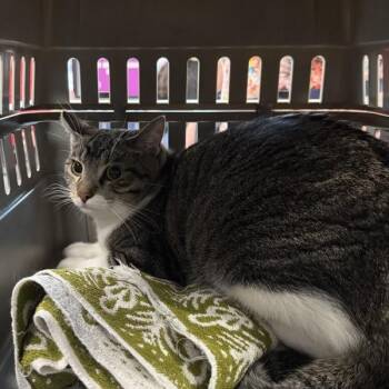 Zai -  Domestic Short Hair Cat for Adoption in Des Moines, Iowa - Zai | PetCurious
