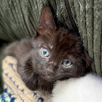 Domestic Short Hair Cats Available for Adoption in San Diego, California - Daisy | PetCurious