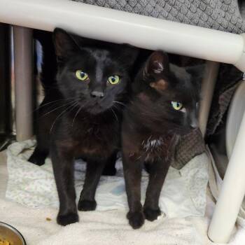 Toothless -  Domestic Short Hair Cat for Adoption in Walker, Michigan - Toothless | PetCurious