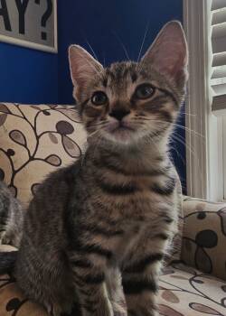 Elwin -  Domestic Short Hair Cat Available for Adoption in Wilmington, North Carolina - Elwin | PetCurious