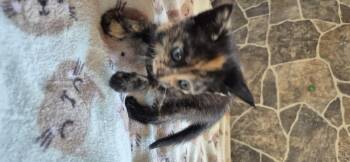 Rescue Tortoiseshell Cats for Adoption in Concord, North Carolina - Ember- Female | PetCurious