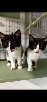 Rescue Domestic Medium Hair Cats for Adoption in Reno, Nevada - Charlotte And Savannah | PetCurious