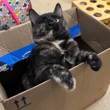 Rescue Domestic Short Hair Cats for Adoption in Morgan Hill, California - Tiffany | PetCurious