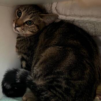 Maple -  Domestic Short Hair Cat for Adoption in Cedaredge, Colorado - Maple | PetCurious