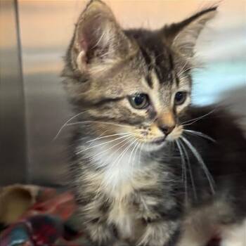 Narnia Sky 24 -  Domestic Short Hair Cat for Adoption in Austin, Texas - Narnia Sky 24 | PetCurious