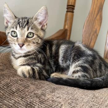 Rosie -  Domestic Short Hair Cat for Adoption in Yucca Valley, California - Rosie | PetCurious