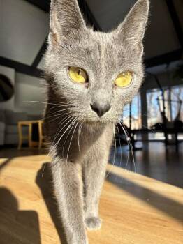 Russian Blue Cats Available for Adoption - Sterling | PetCurious