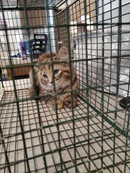 Ronda -  Domestic Medium Hair Cat for Adoption in Clarksville, Tennessee - Ronda | PetCurious