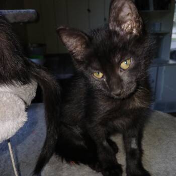 Okra -  Domestic Short Hair Cat for Adoption in Buffalo, Minnesota - Okra | PetCurious