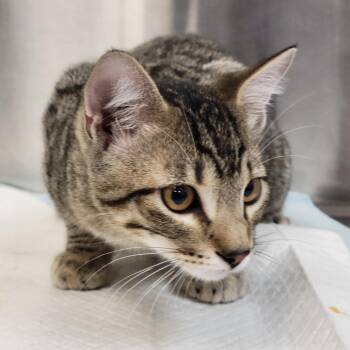 Ramen -  Domestic Short Hair Cat for Adoption in Sarasota, Florida - Ramen | PetCurious