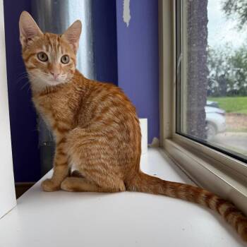 Garfield -  Domestic Short Hair Cat for Adoption in Mankato, Minnesota - Garfield | PetCurious