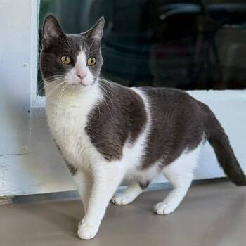 Sylus -  Domestic Short Hair Cat for Adoption in Pittsford, Vermont - Sylus | PetCurious