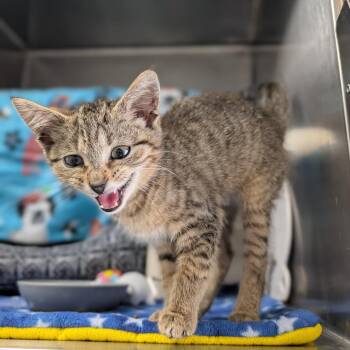 Zowie -  Domestic Short Hair Cat for Adoption in Detroit Lakes, Minnesota - Zowie | PetCurious
