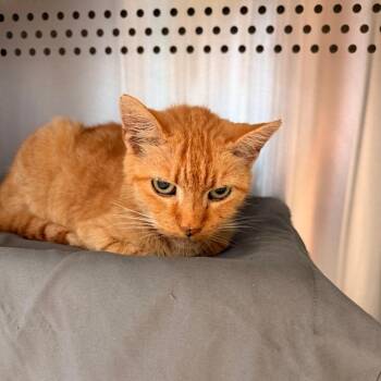 Maybelline -  Domestic Short Hair Cat for Adoption in Lynchburg, Virginia - Maybelline | PetCurious