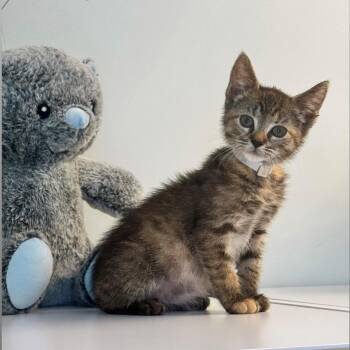 Muffin -  Domestic Short Hair Cat for Adoption in Syosset, New York - Muffin | PetCurious