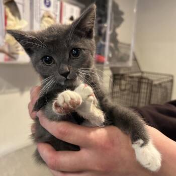 IVHS-Stray-140740 -  Domestic Short Hair Cat for Adoption in San Gabriel, California - IVHS-Stray-140740 | PetCurious