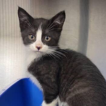 Domestic Short Hair Cats Available for Adoption in Independence, Kansas - Zella | PetCurious