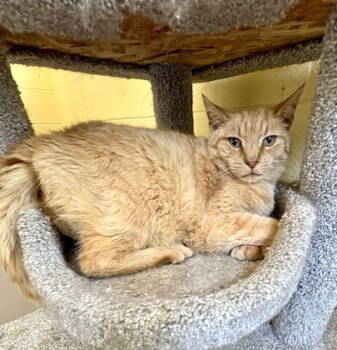 Rescue Tabby Cats for Adoption in Crossville, Tennessee - DIXON | PetCurious