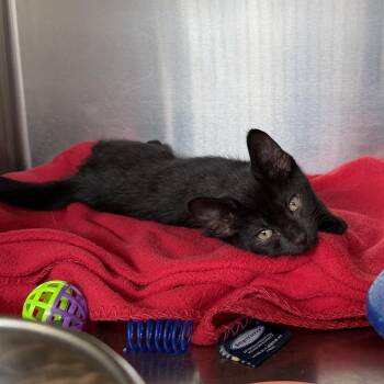 Stripes -  Domestic Short Hair Cat for Adoption in Wantagh, New York - Stripes | PetCurious