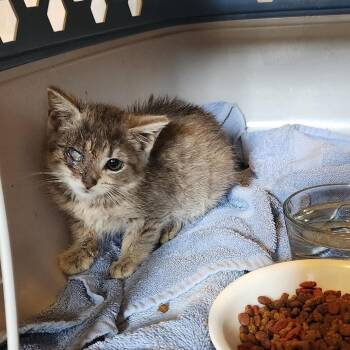 Tofu ARC2026-428 -  American Shorthair Cat for Adoption in Akron, New York - Tofu ARC2026-428 | PetCurious