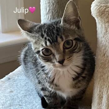 Domestic Short Hair Cats Available for Adoption in Peachtree City, Georgia - Julip | PetCurious