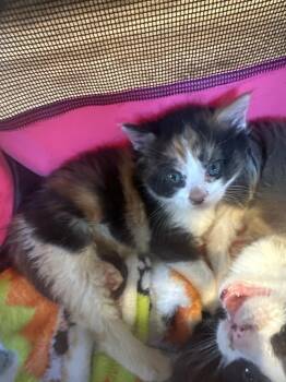Lucy -  Domestic Short Hair Cat for Adoption in Pine Grove, Pennsylvania - Lucy | PetCurious