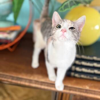 Domestic Short Hair Cats Available for Adoption - Mouse | PetCurious
