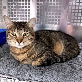 Mack -  Domestic Short Hair Cat for Adoption in Mount Vernon, Indiana - Mack | PetCurious