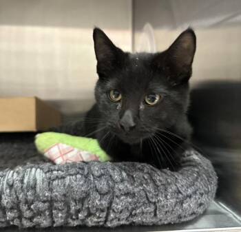 Torpedo -  Domestic Short Hair Cat for Adoption in Sherwood, Oregon - Torpedo | PetCurious