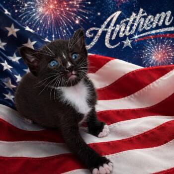 Anthem -  Domestic Short Hair Cat for Adoption in Cumming, Georgia - Anthem | PetCurious