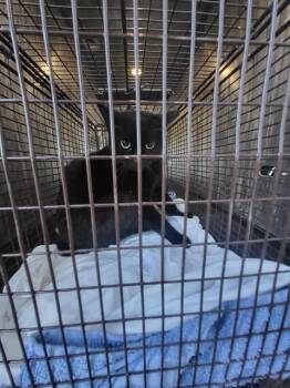 Domestic Short Hair Cats Available for Adoption - MIDNIGHT | PetCurious