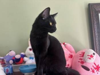 Domestic Medium Hair and Domestic Short Hair Cats Available for Adoption in Fairfax, Virginia - Mocha | PetCurious