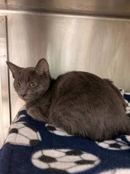 Nico -  Domestic Short Hair Cat for Adoption in Detroit, Michigan - Nico | PetCurious