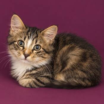 CAB-Stray-41425 -  Domestic Short Hair Cat for Adoption in Concord, North Carolina - CAB-Stray-41425 | PetCurious