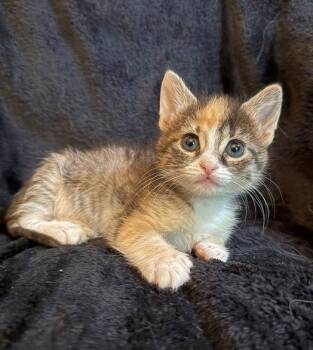Daphne Moon -  Domestic Short Hair and American Shorthair Cat for Adoption in Nashville, Tennessee - Daphne Moon | PetCurious