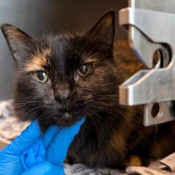 Chloe -  Domestic Long Hair Cat for Adoption in Council Bluffs, Iowa - Chloe | PetCurious