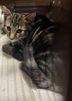 Pepper -  Tabby and Domestic Short Hair Cat for Adoption in Oxford, Mississippi - Pepper | PetCurious