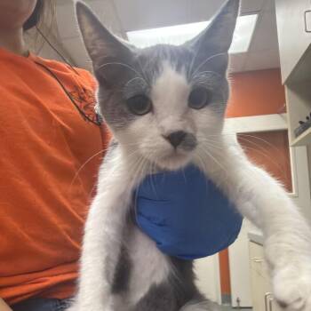 Shamwow -  Domestic Short Hair Cat for Adoption in Westminster, California - Shamwow | PetCurious