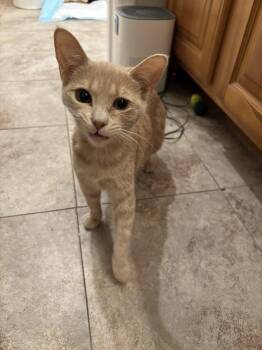 Domestic Short Hair and Tabby Cats Available for Adoption - Sassy Stella | PetCurious