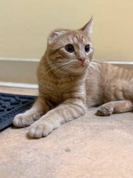 Mick Foley -  Domestic Short Hair Cat for Adoption in Thayne, Wyoming - Mick Foley | PetCurious