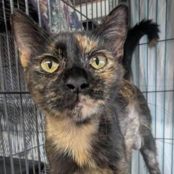 Mama Morgan -  Domestic Short Hair Cat for Adoption in Titusville, Florida - Mama Morgan | PetCurious