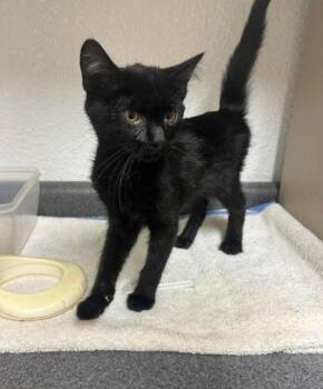 Sage -  Domestic Short Hair Cat for Adoption in Sullivan, Indiana - Sage | PetCurious