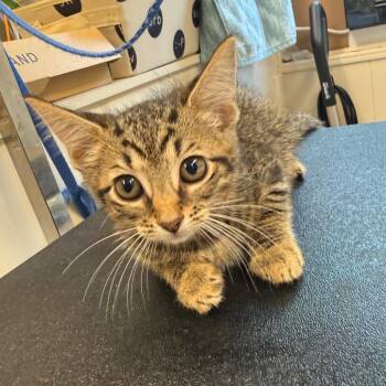 Katie Purry -  Domestic Short Hair Cat for Adoption in Lake Panasoffkee, Florida - Katie Purry | PetCurious